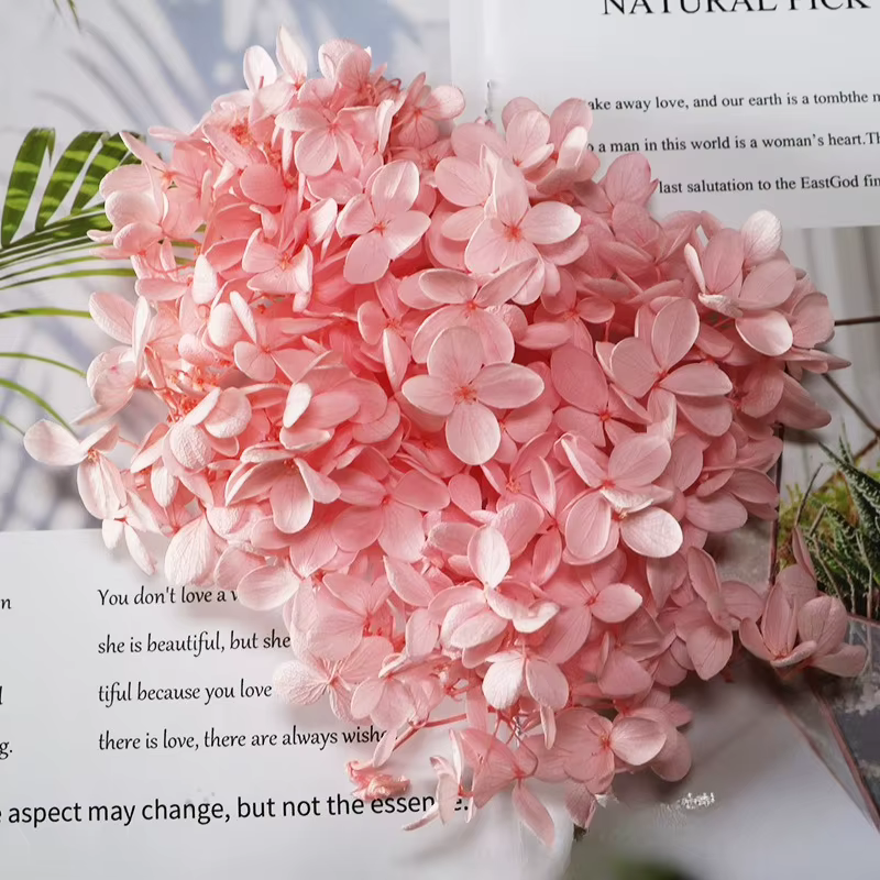 Fleurs d'hortensia Anna de qualité supérieure, petites feuilles, hortensia préservé, décoration inté
