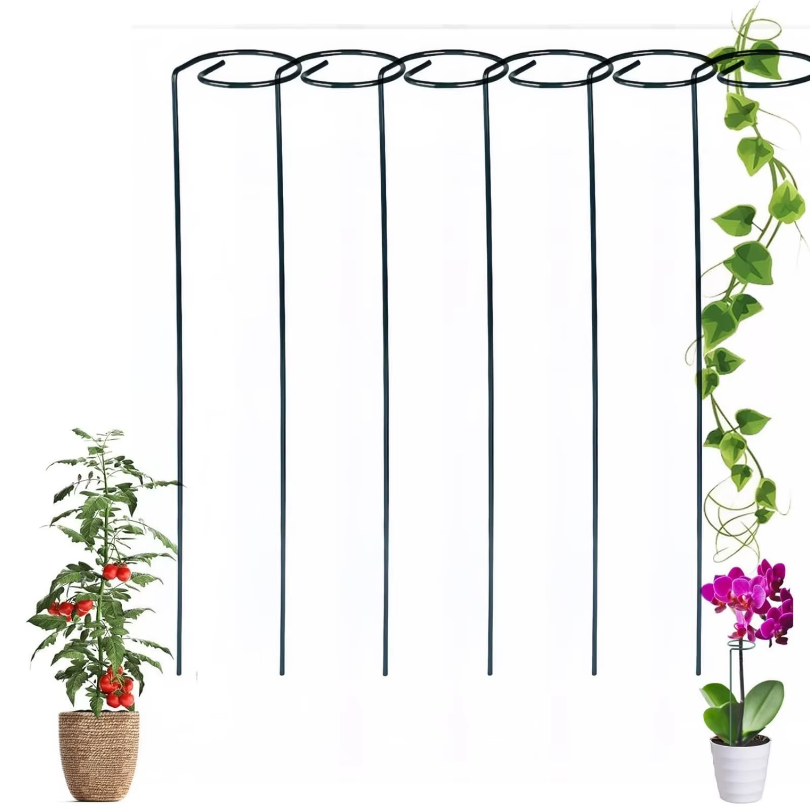 Poteau droit pour plantes et Support d'escalade en spirale, piquets de Support pour plantes, Support
