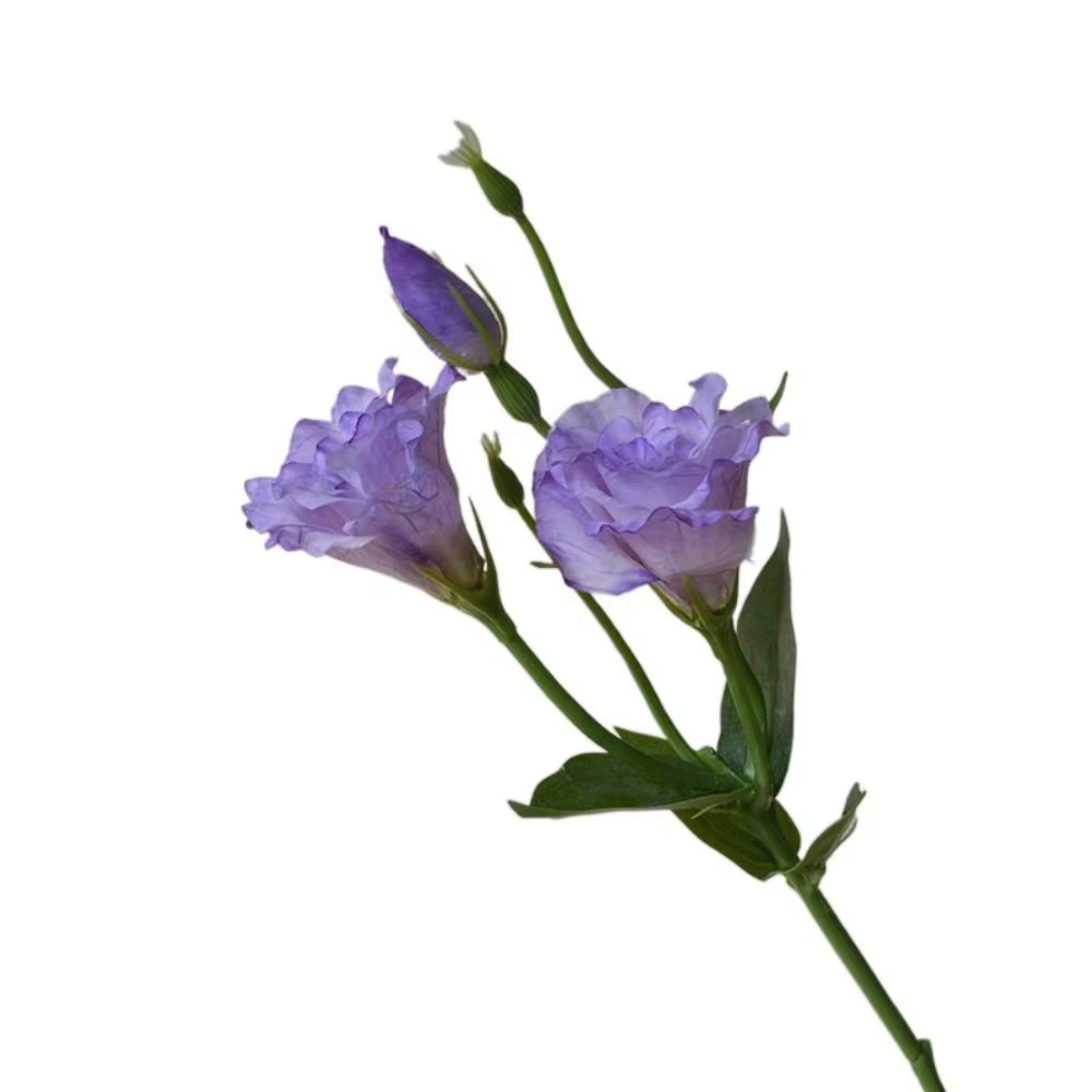 Fleurs artificielles Lisianthus au toucher réel, fleurs en soie réalistes, fausses fleurs d'Eustoma,