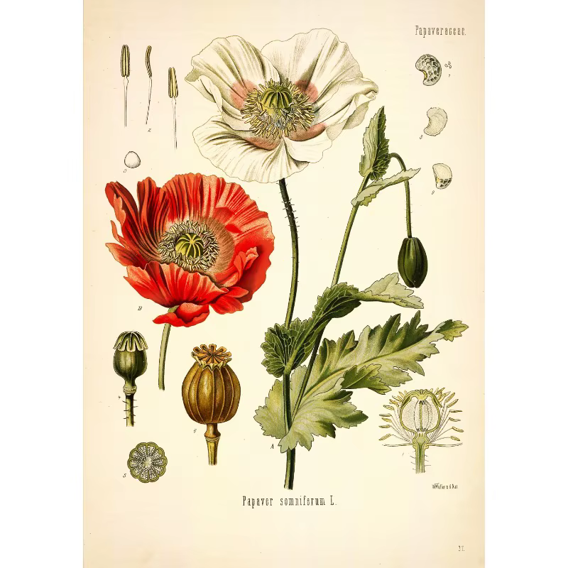 Affiches d'impression de jardin de fleurs botaniques vintage, peinture sur toile de fleurs sauvages,