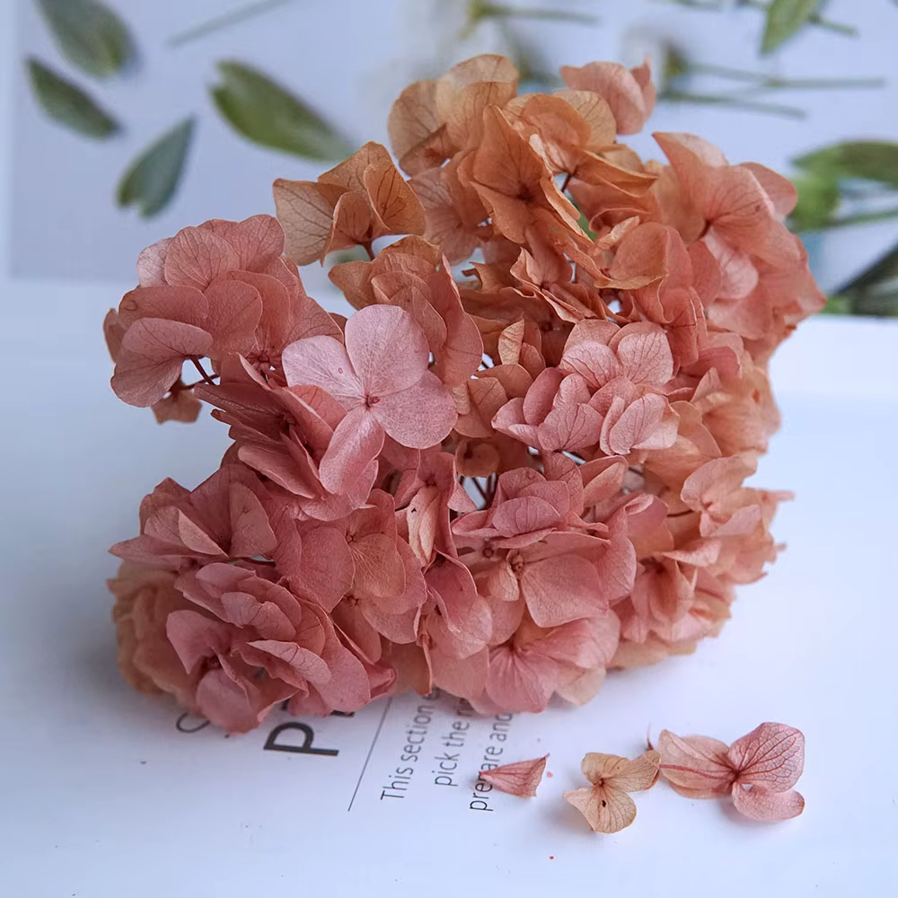 Hortensia gros pétales Macrophylla hortensia conservé décor de bureau fleurs conservées décoration d