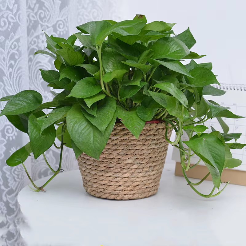 Pot de plantes à fleurs tissées en paille, panier de jardinière d'herbe, couverture de Pot de fleurs