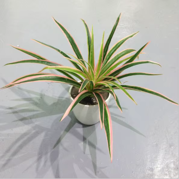 Branche artificielle de Chlorophytum Comosum, plantes en plastique, décoration de mariage, Simulatio