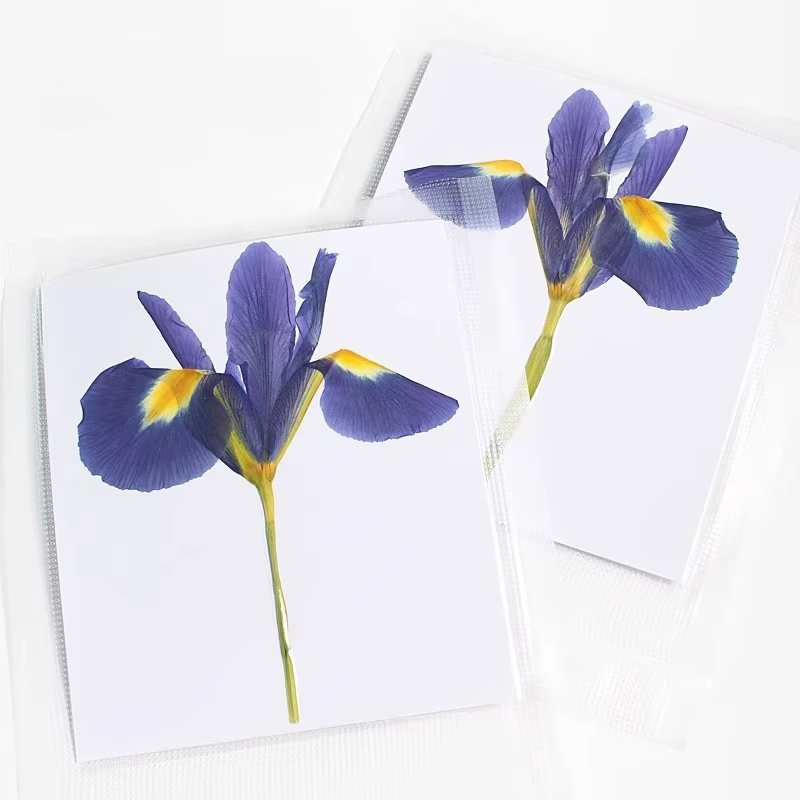 1 pièces/12-14cm, nouvelles fleurs pressées Iris réel demi-coupe fleur sèche primaire bricolage plan