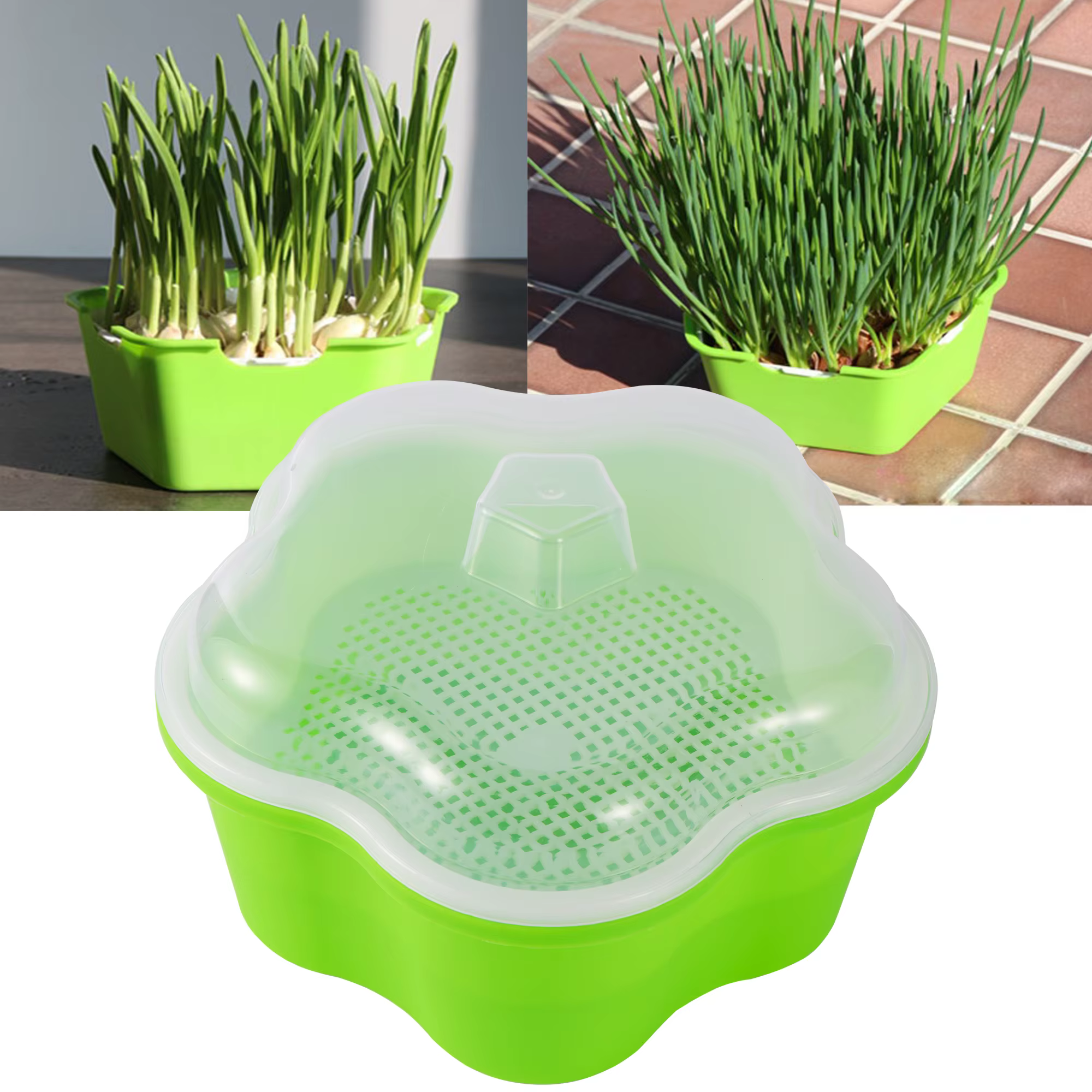 Pot de plantation de germes, plateau de semis de haricots, herbe de blé, germination en croissance, 