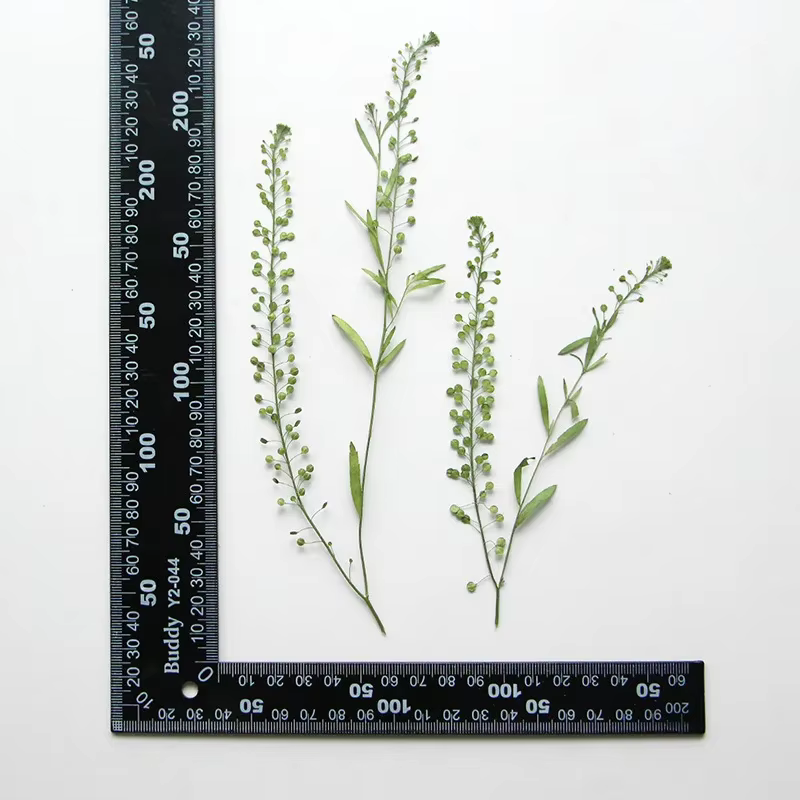 7-12CM/12 pièces, multi-ramas d'herbe verte pressée naturelle, véritable plante, signet de bricolage