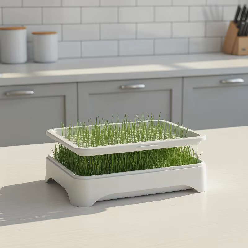 Kit de culture de blé vert sans terre pour chat, pour une décoration verte adaptée aux animaux domes
