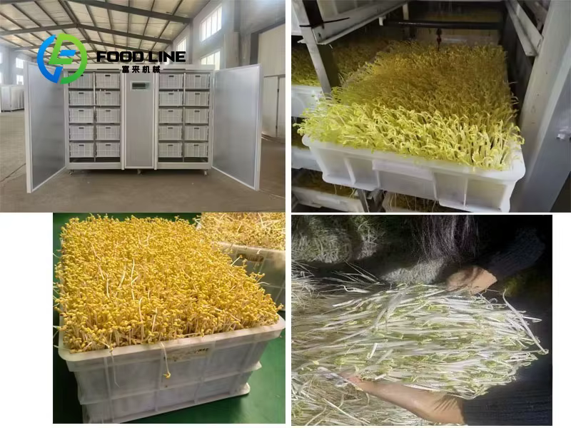 Machine de germination de haricots entièrement automatique, machine d'agriculture de germes de haric