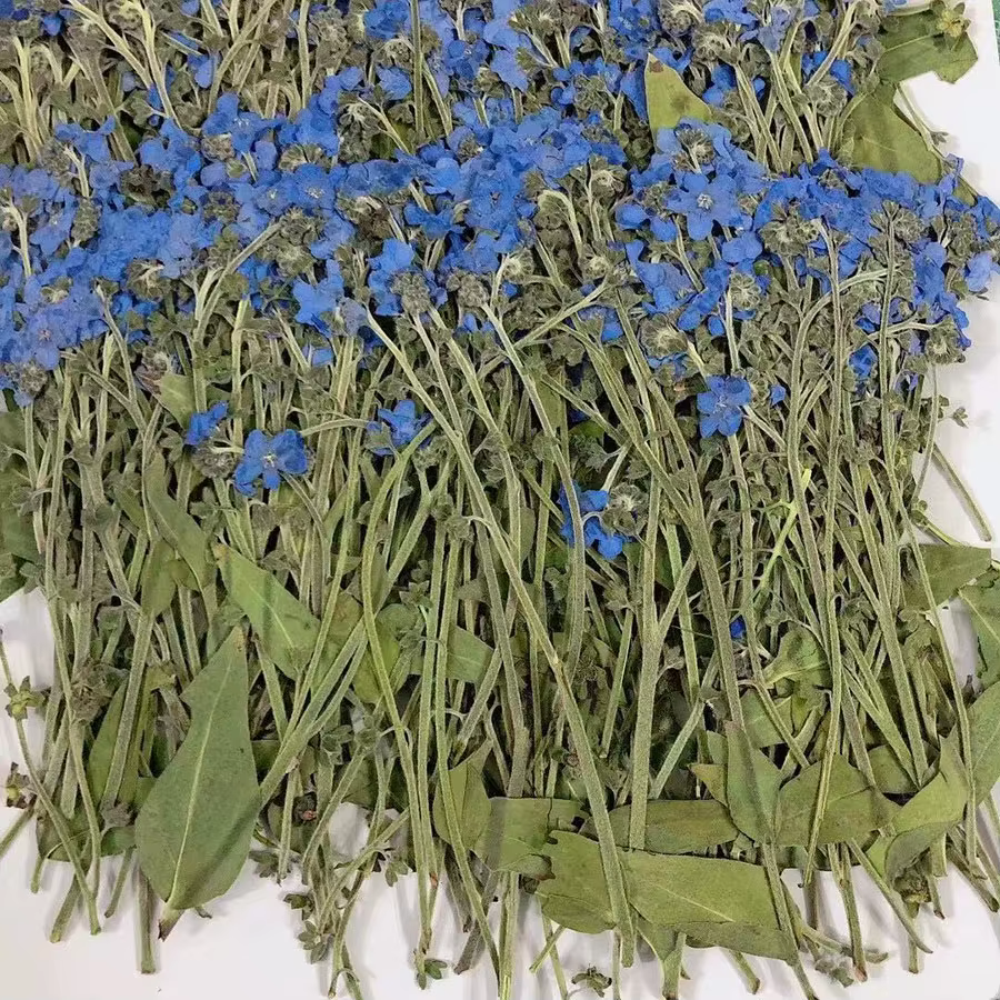60X pressé séché naturel Myosotis Sylvatica Forgetmenot tige fleur plante herbier pour bijoux carte 