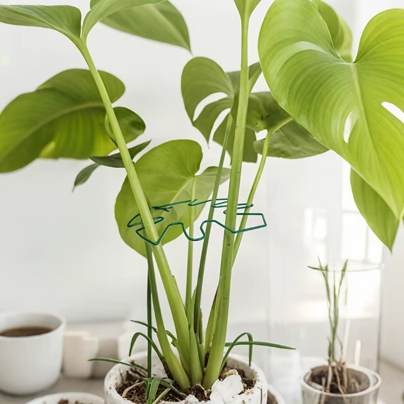 Support de tige de plante, stabilisateur Monstera Durable, entraîneur de plantes grimpantes en métal