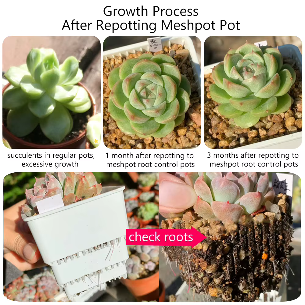 Pot Succulent en maille avec trous, Pot à Lithop pour Cactus, contrôle des racines, jardinière succu