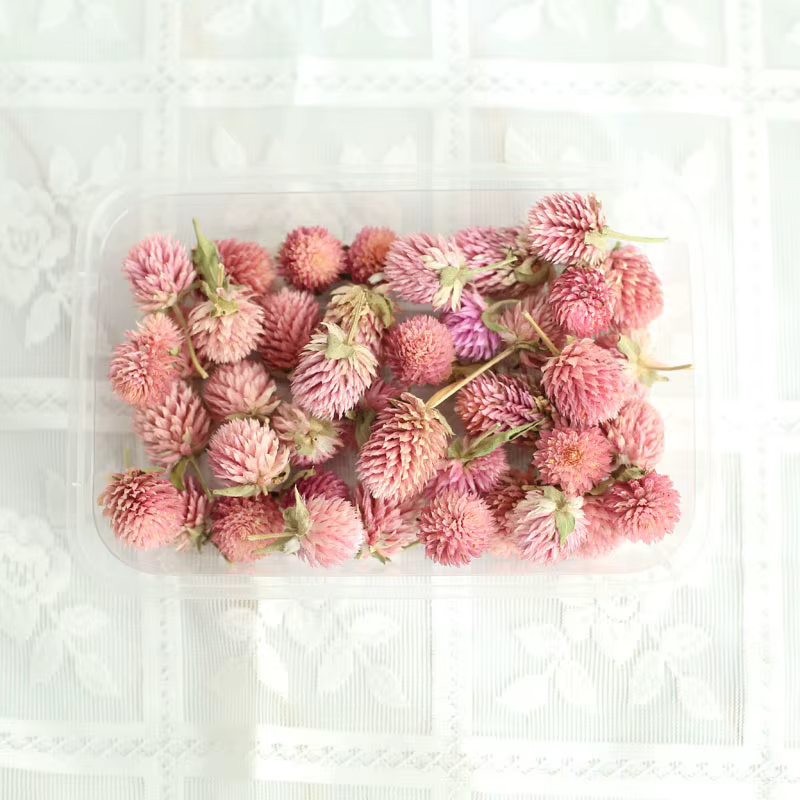 Gomphrena Globosa séchée pour la décoration intérieure, bougie parfumée bricolage, tranche d'avertis