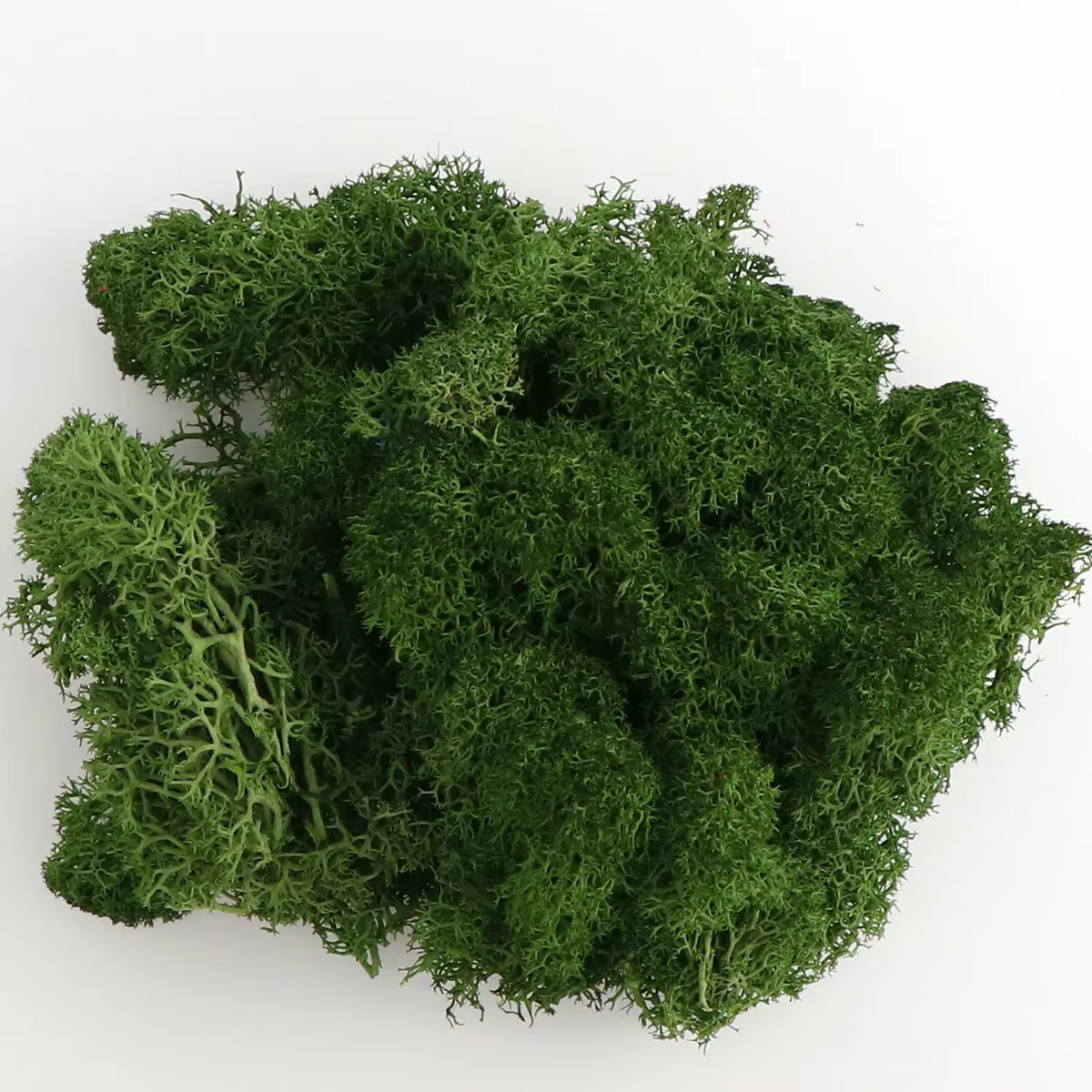 Mousse de renne norvégienne naturelle, 20/40g, artisanat sec conservé, fleur, étamine, décoration de
