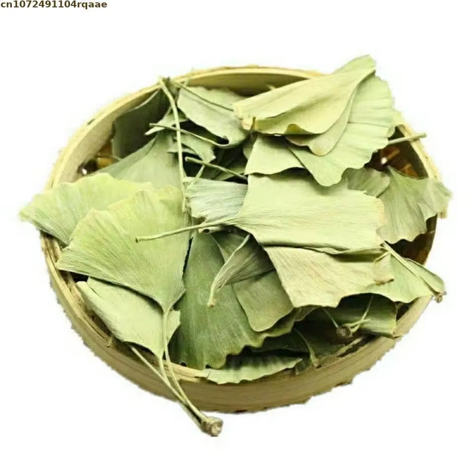 Feuilles de Ginkgo Biloba séchées naturelles, épices naturelles à base de plantes pour la fabricatio