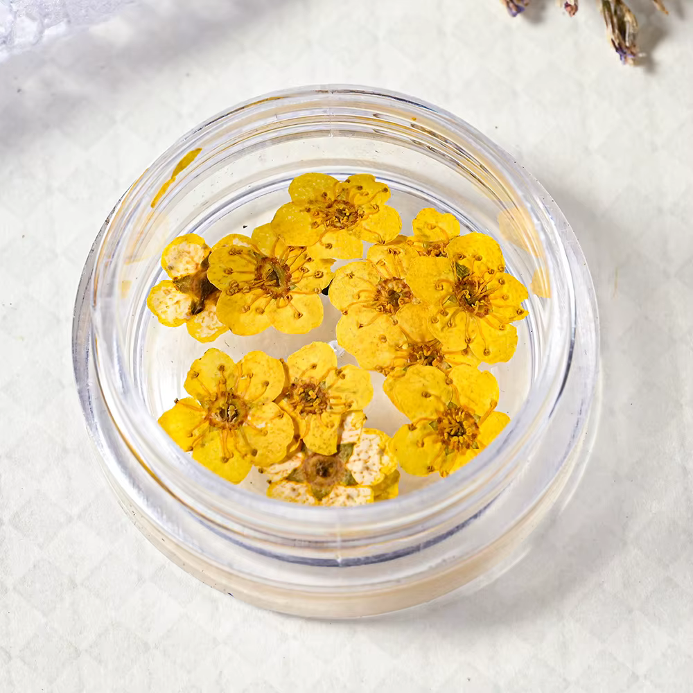 Petites fleurs séchées narciques, 10 pièces/boîte, pour décorations Nail Art, vraies fleurs pressées