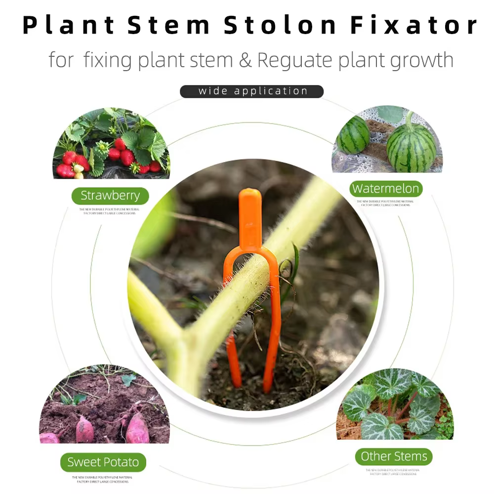 Fixateur de tige de plante 100 pièces, fourchette de plantation de fraises de jardin, fixation de pa