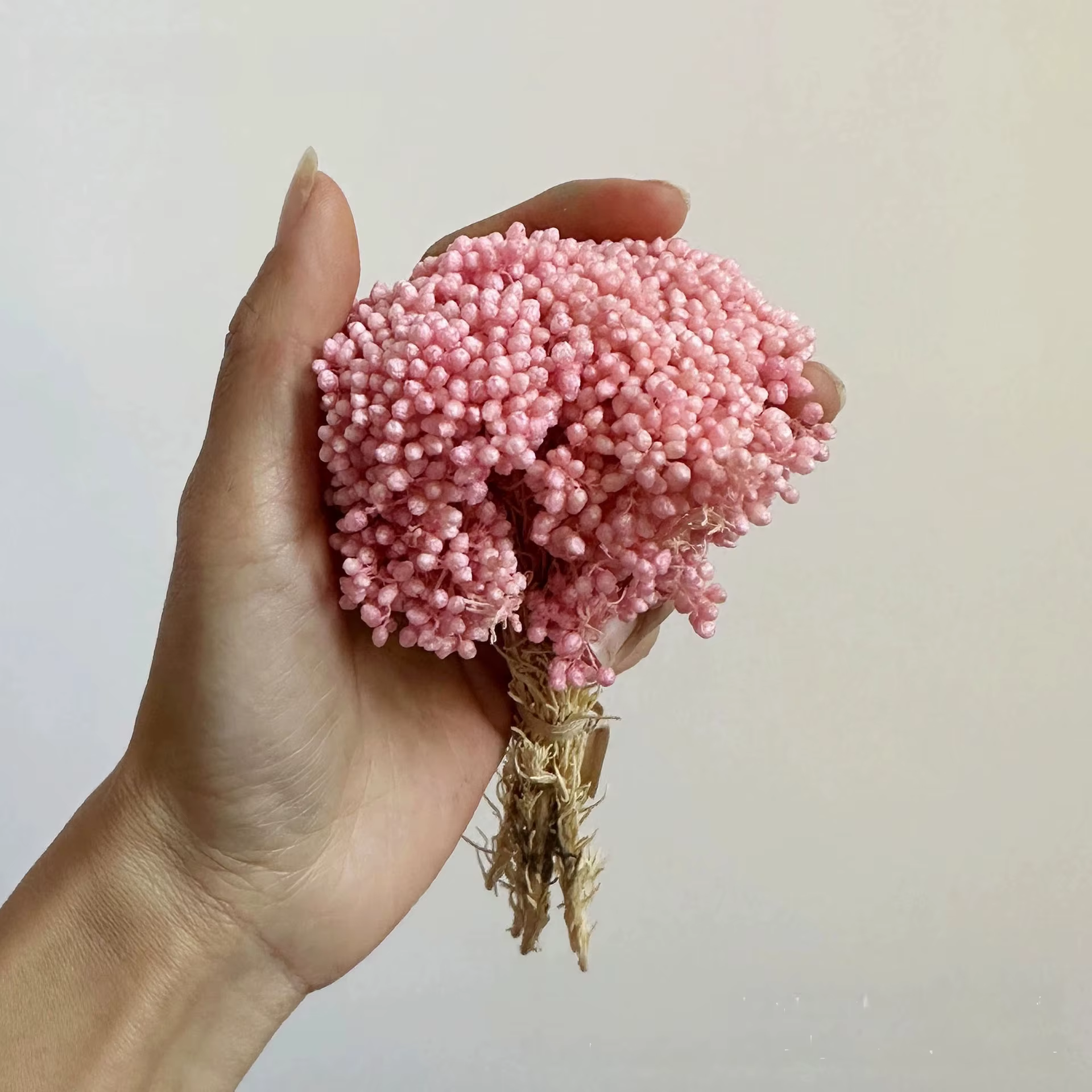 Fleurs de riz séchées naturelles, mini-têtes de fleurs préservées, petit bouquet pour la fabrication