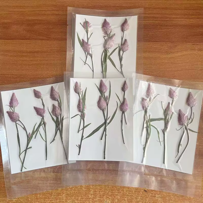 Branches de fleurs de célosia pressées séchées naturelles, petites fleurs sèches pour bijoux en rési