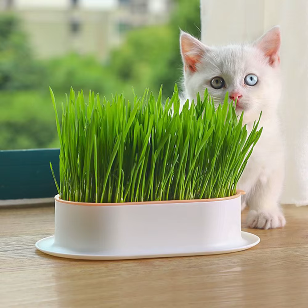 Nouveau plat de germination de chat de compagnie Pot de culture plante hydroponique chat herbe Germi