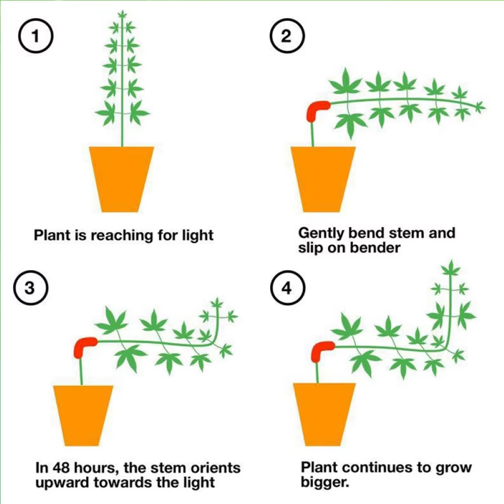 Cintreuses de plantes à 90 degrés, entraîneur de Manipulation de croissance, Tutors pour plantes, Cl