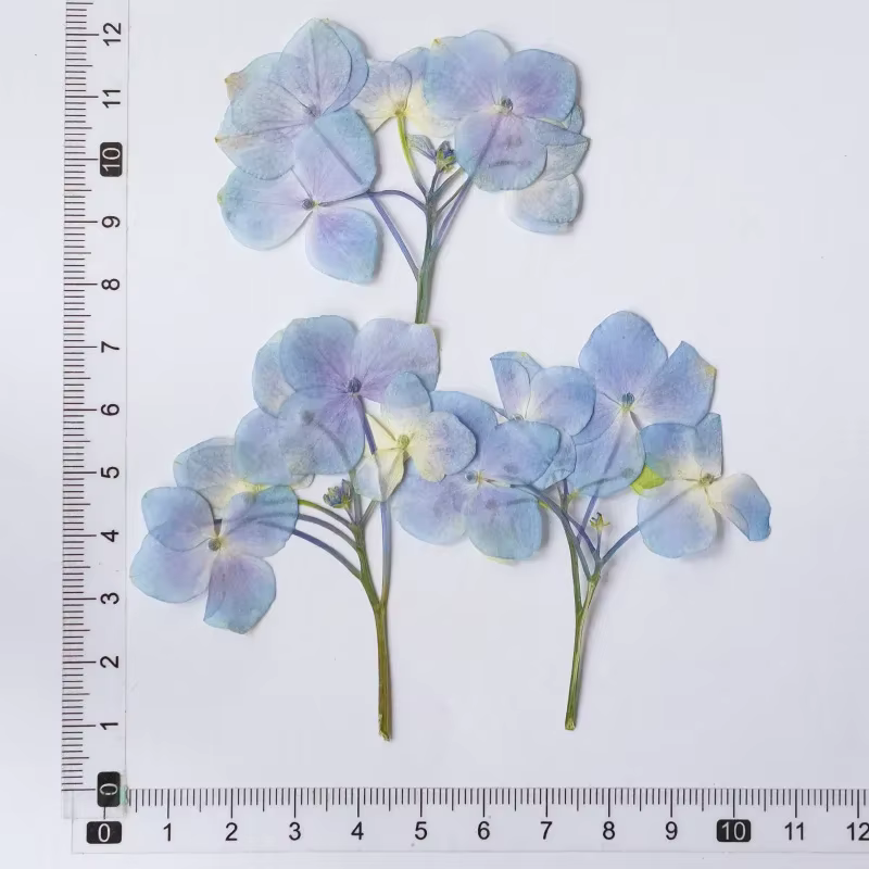 Mini-branches d'hortensias pressées, fleurs séchées pour DIY, autocollants de feuilles, marque-pages