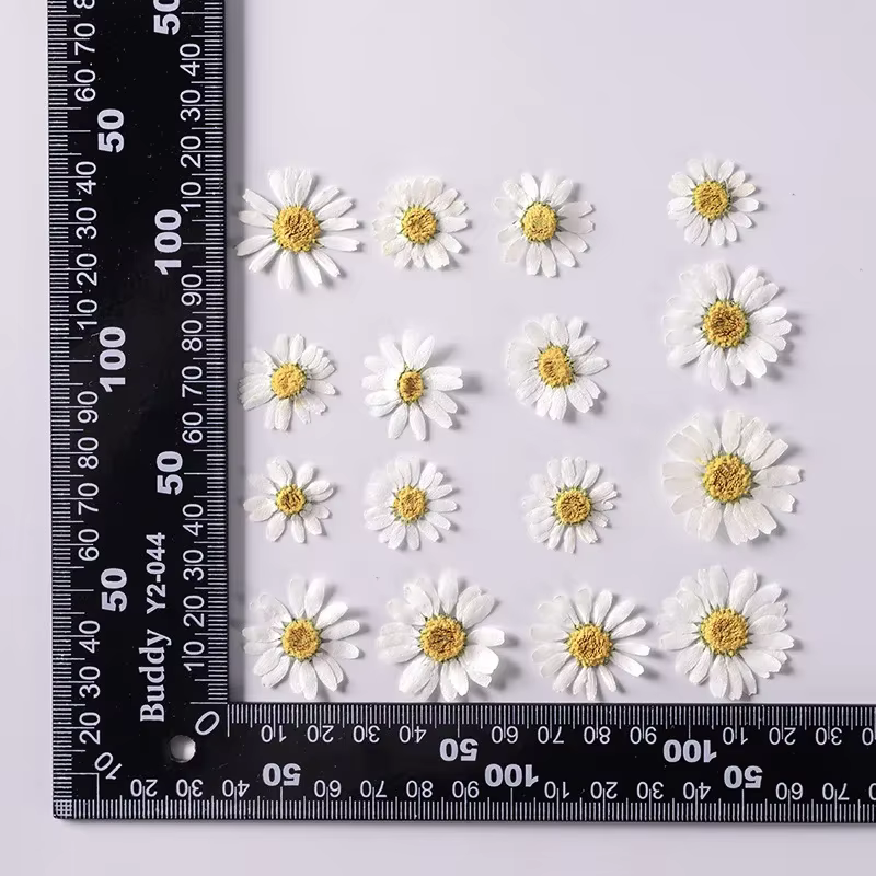 Fleurs séchées pressées pour résine, 12 pièces/paquet, vraies fleurs séchées naturelles pour Scrapbo