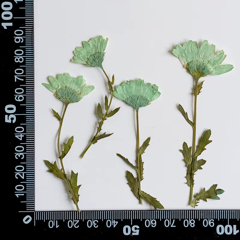 12 pièces, fleurs de chrysanthème séchées, fleurs pressées pour la fabrication de bijoux en résine, 