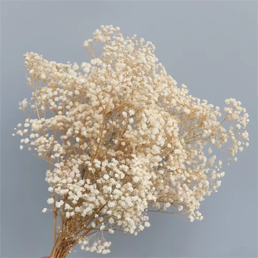 Fleurs conservées séchées fraîches naturelles, Gypsophila Paniculata, Bouquets de fleurs souffle de 