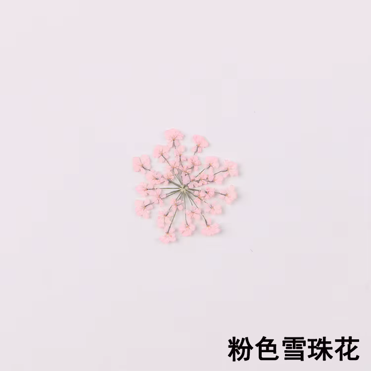 100 pièces pressées séchées 15-20mm Ammi Majus fleurs plante herbier pour bijoux carte postale carte
