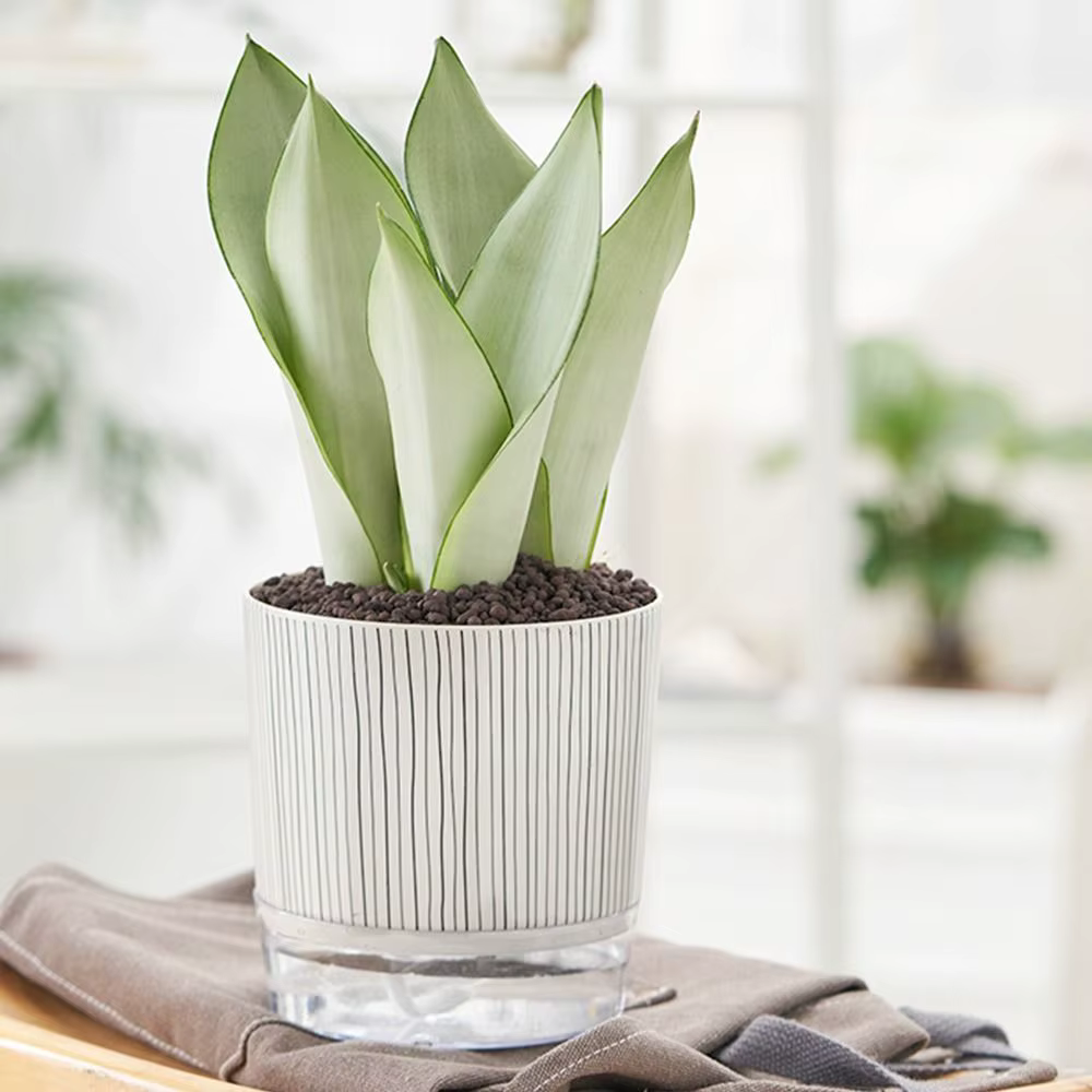 Pot de plantes transparent auto-arrosant, plantes vertes, décoration de bonsaï pour la maison, pot à