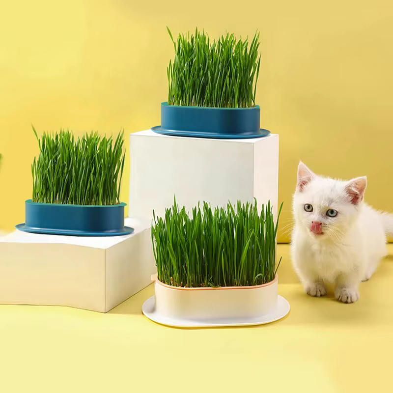 Nouveau plat de germination de chat de compagnie Pot de culture plante hydroponique chat herbe Germi