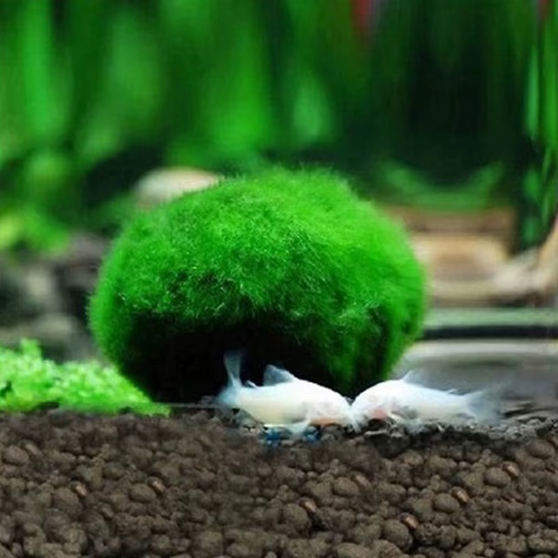 Marimo Moss IkLive Aquarium Plant, Algues, Poisson, Shriajprecious Ornement, Simulation d'Algues Ver