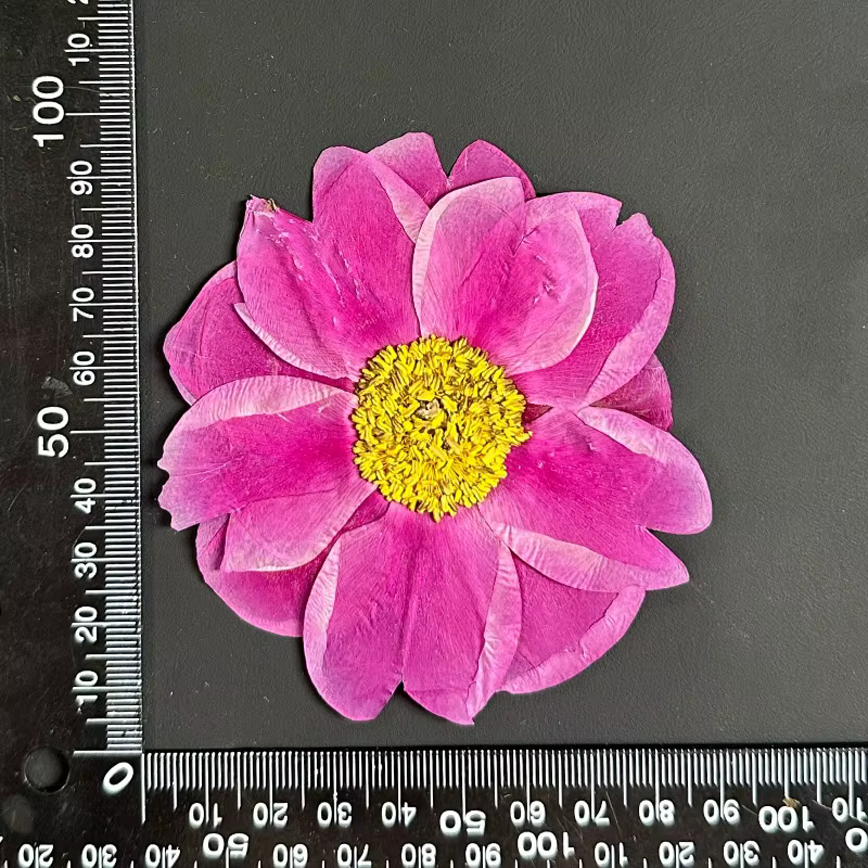 1 pièce, 8-10 cm, Fleurs de pivoine naturelles séchées pressées, Pétales de plantes véritables pour 