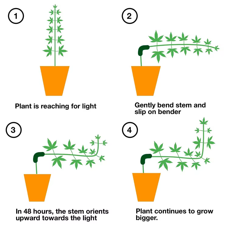 10/20/50pcs 90 degrés plante cintreuses formateur croissance Manipulation Tutors pour plantes Clips