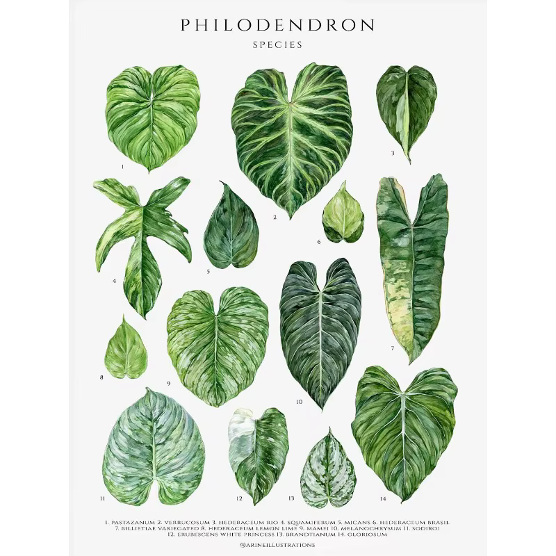 Affiche sur toile avec feuilles de plantes classiques, Hoya, Caladium, Monstera, Guide botanique de 