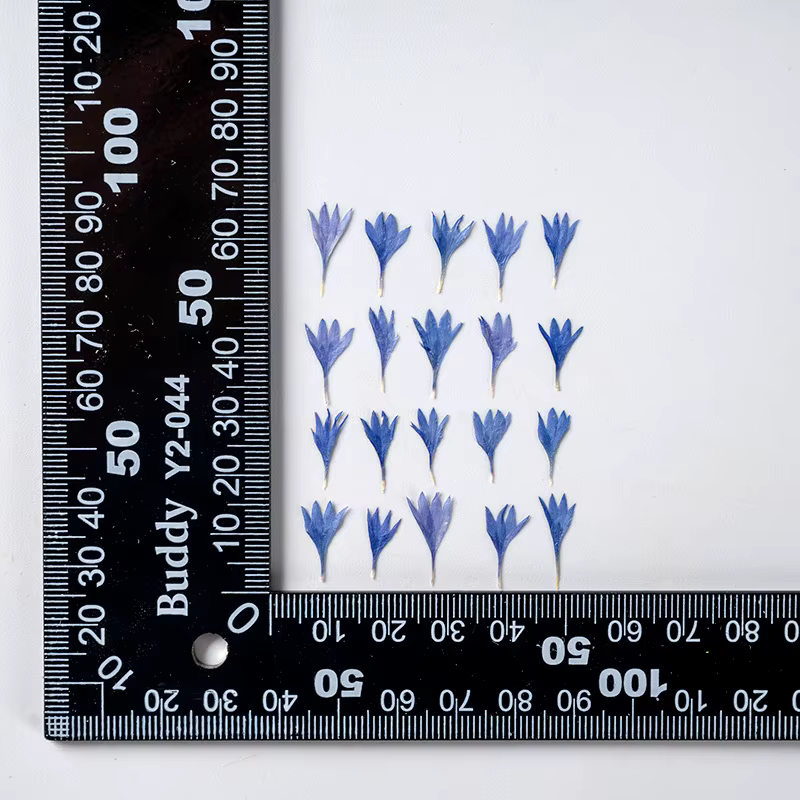 Fleur de centagaine séchée pressée, 120 pièces, pour Nail Art, maquillage, bijoux, signet, coque de 