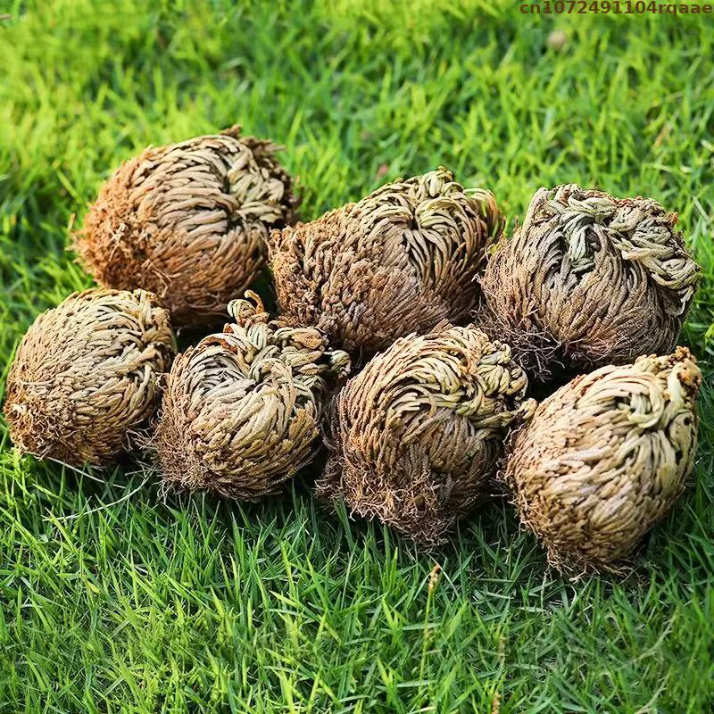 Jericho – boules de Selaginella Tamariscina séchées en Rose naturelle, décor de maison, jardin, salo