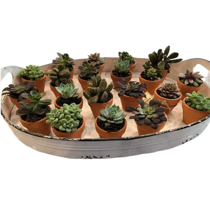 80 pièces petit Mini 1.3 "Pot en terre cuite argile céramique poterie planteur, Cactus fleur pépiniè