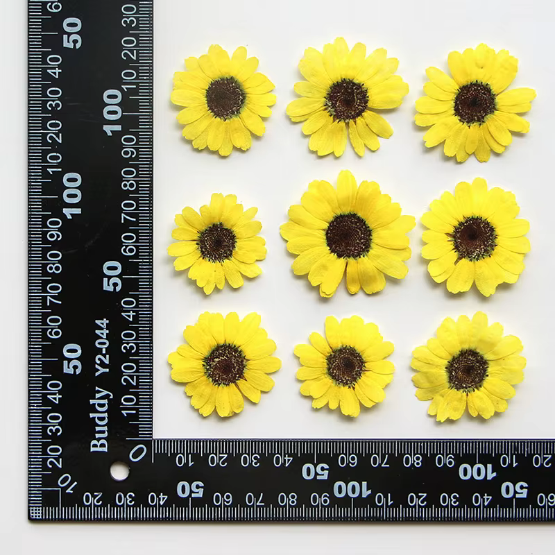 Nature violet/jaune fleur pressée Grandis pétales de chrysanthème, fleur sèche bricolage signet cadr