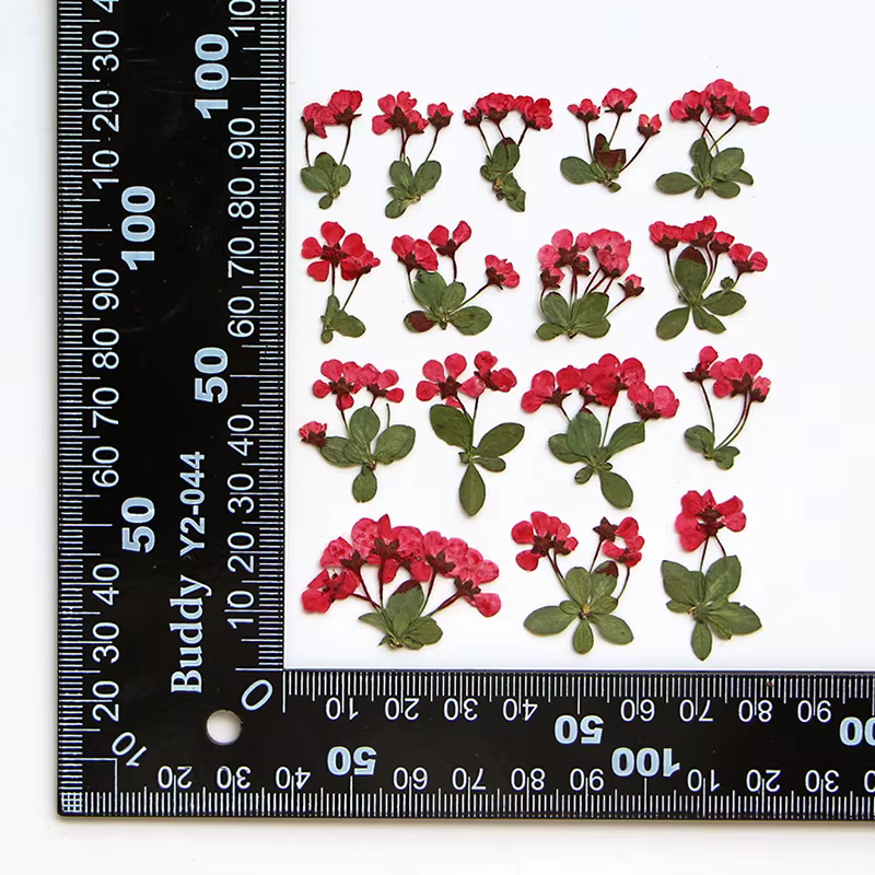 2-3cm/12pcs, Petites fleurs pressées, Pétales de fleurs en gros pour invitations de mariage DIY, mar