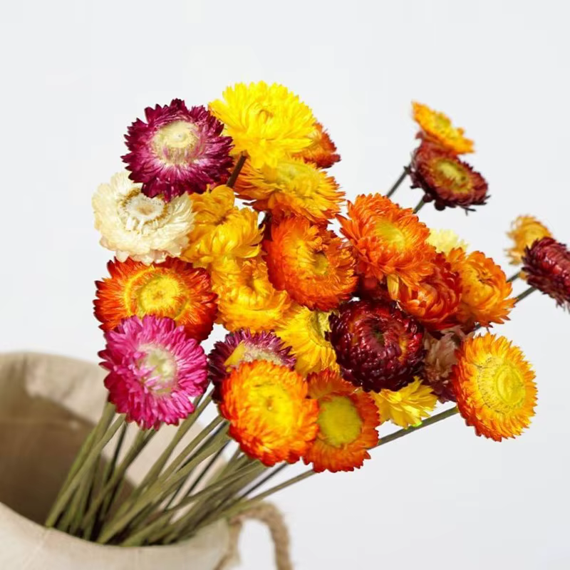 Fleurs de marguerite naturelles, 15 tiges, marguerites multicolores, tournesols artificiels, fleurs 