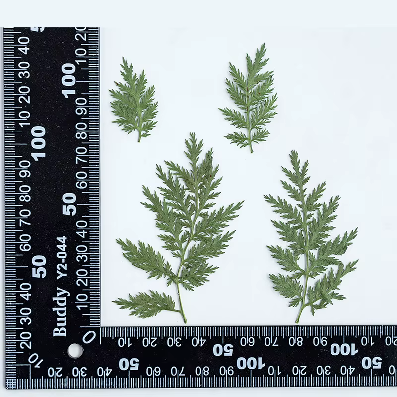 Feuilles naturelles séchées et pressées, 4 ~ 6 cm/24 pièces, branche d'artémisia annua, feuilles ver