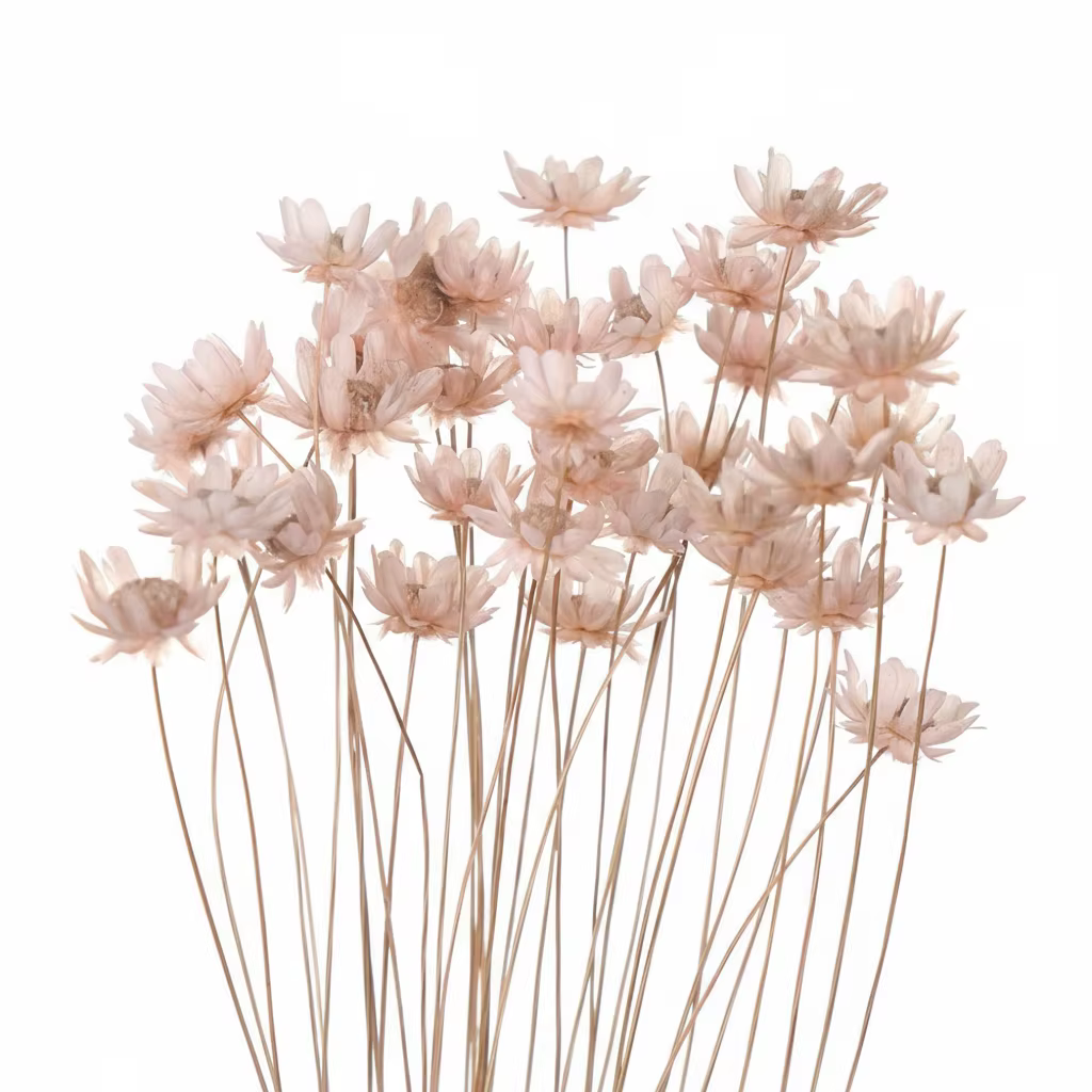 Mini bouquet de fleurs étoiles brésiliennes séchées, fleurs naturelles préservées, bouquet de fleurs