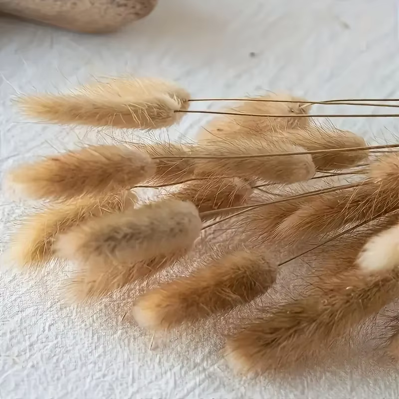 70 pièces de fleurs séchées naturelles mélangées : Herbe de queue de lapin, Pampas, Lagurus. Bouquet