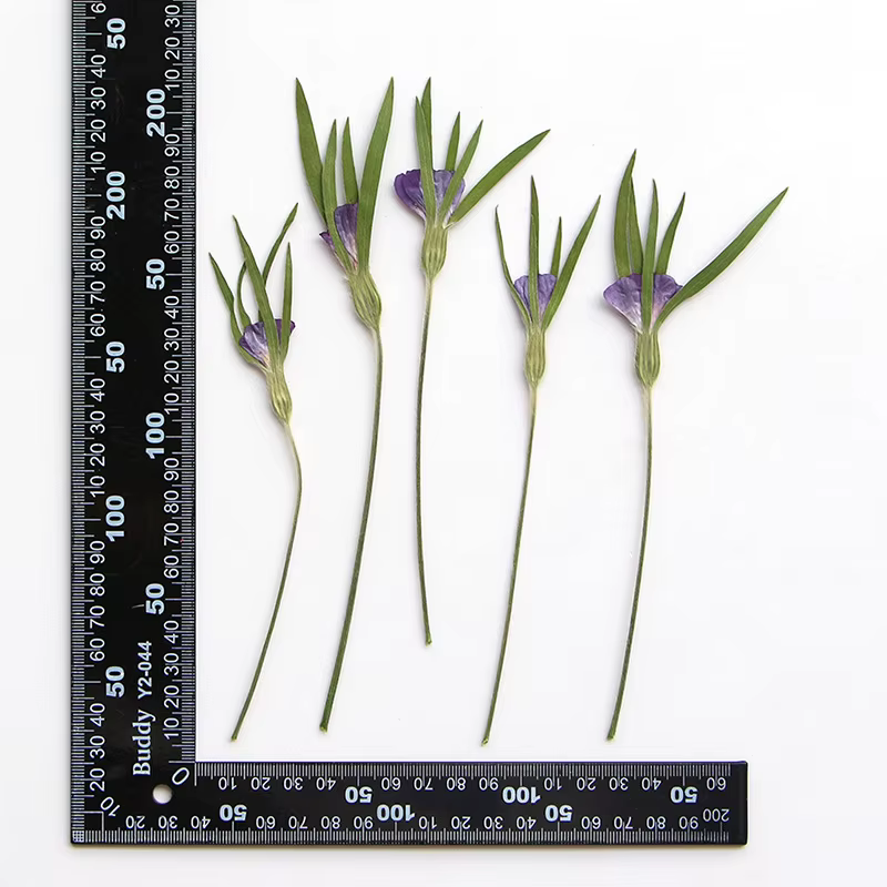 12 pièces, fleurs séchées naturelles d'Agrostemma Githigo pressées, pour l'art végétal en résine DIY