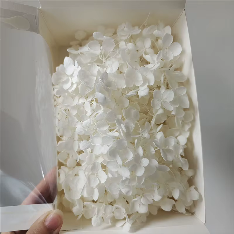 20g Grade A Aeonium Anna Hydrangea Fleurs fraîches naturelles, fleur principale pour DIY, Saint-Vale