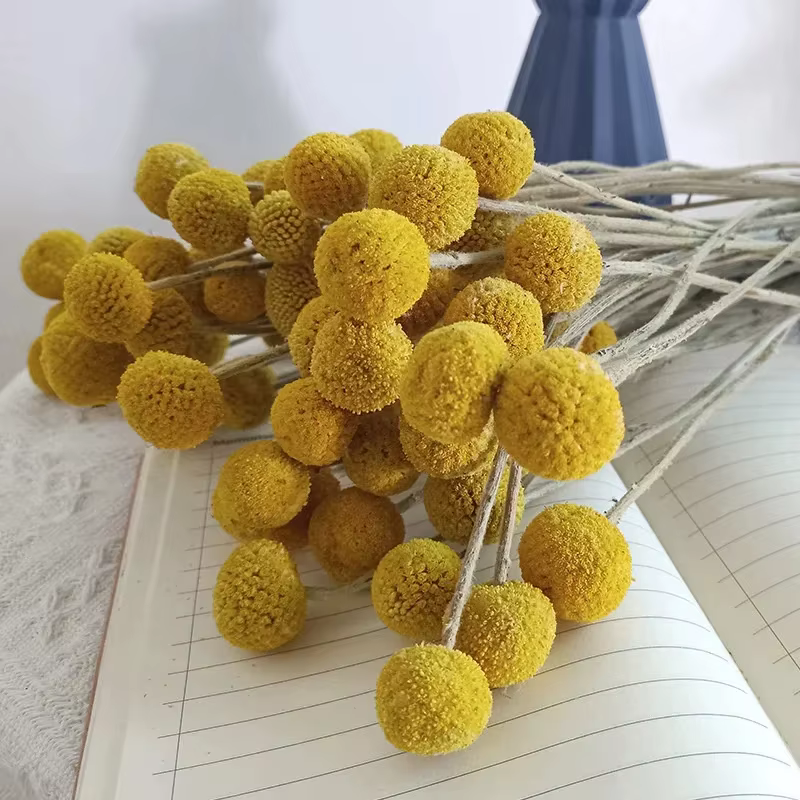 Bouquet de fleurs séchées naturelles Craspedia jaunes, boules de Billy Buttons, arrangements de plan