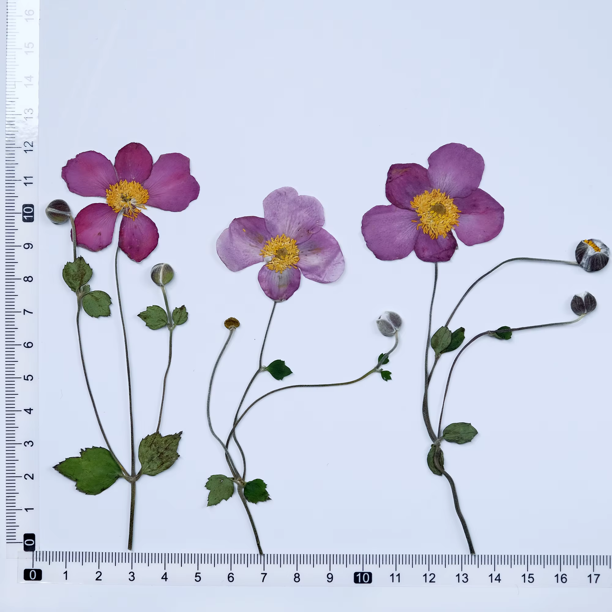 Fleurs séchées pressées en coton sauvage naturel, fournitures artisanales de bricolage pour cadre Ph