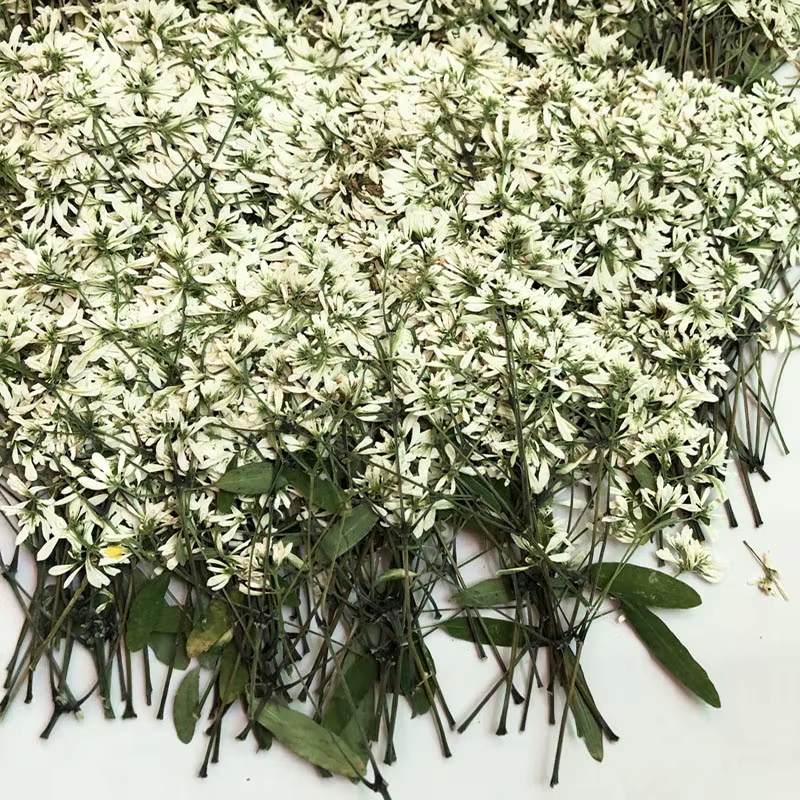 Fleurs séchées PMurcia Euphorbia Graminea, fleur Sunk, plante, herbier pour bijoux, marque-page, car