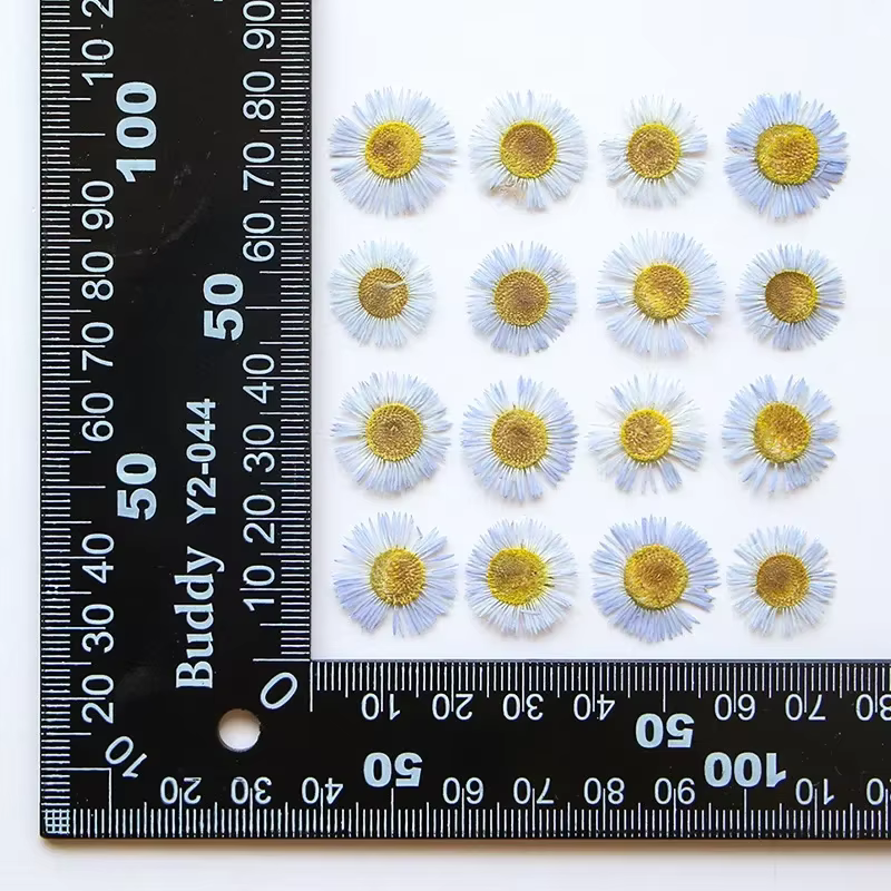 1,5-2,5 CM/12 PIÈCES, Pétales de fleurs séchées d'Erigeron annuel pressées, pour marque-pages peints